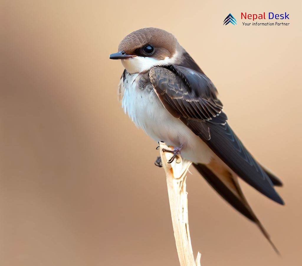 Common Sand Martin A Master of Aerial Agility and Underground Nests